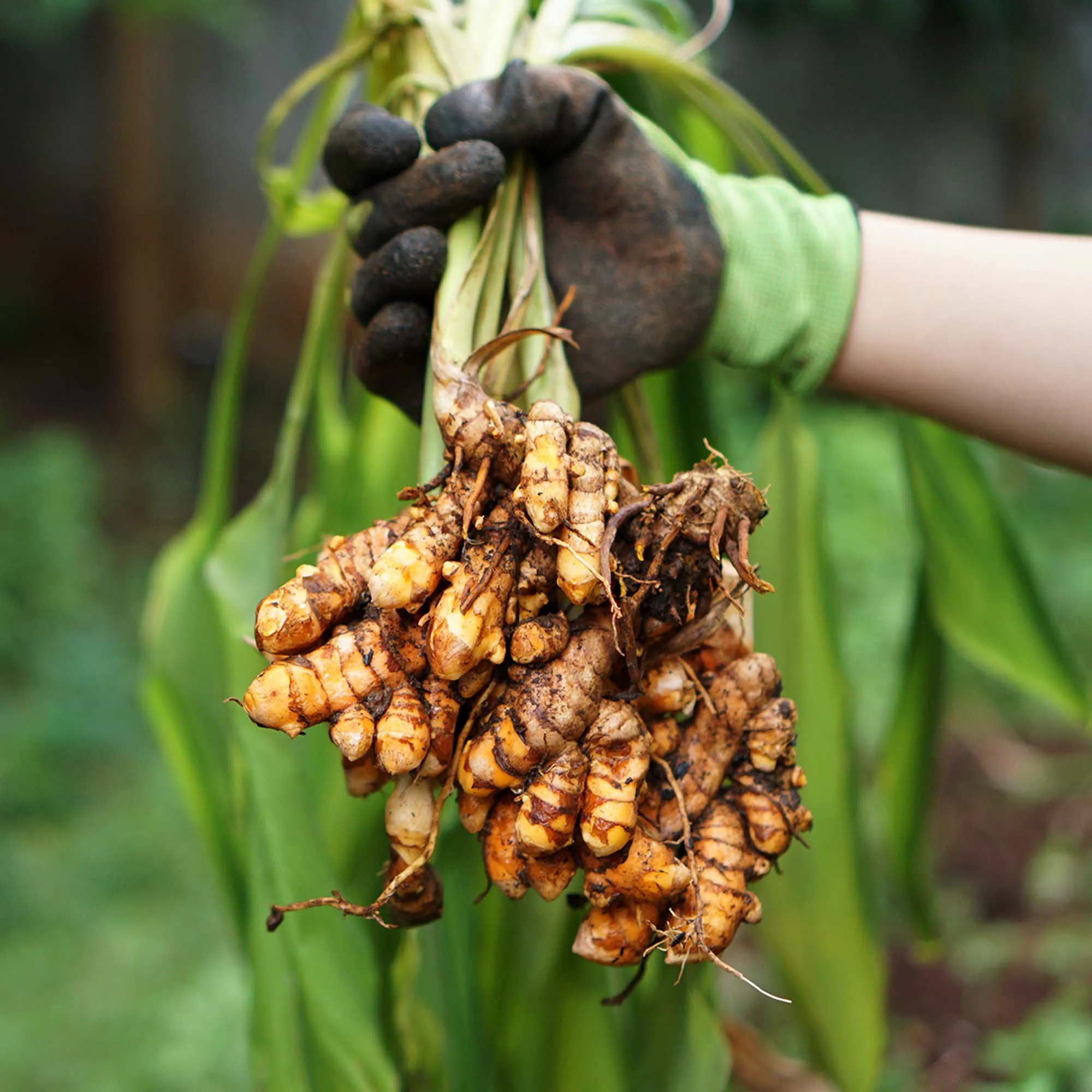 Yellow Turmeric Plant