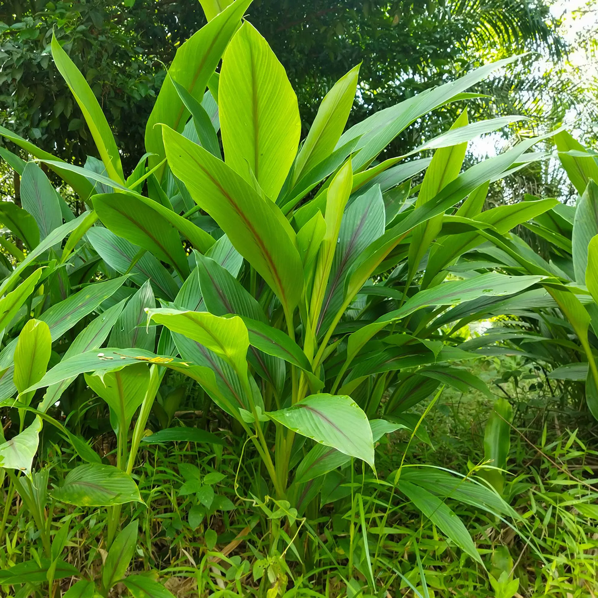 Yellow Turmeric Plant