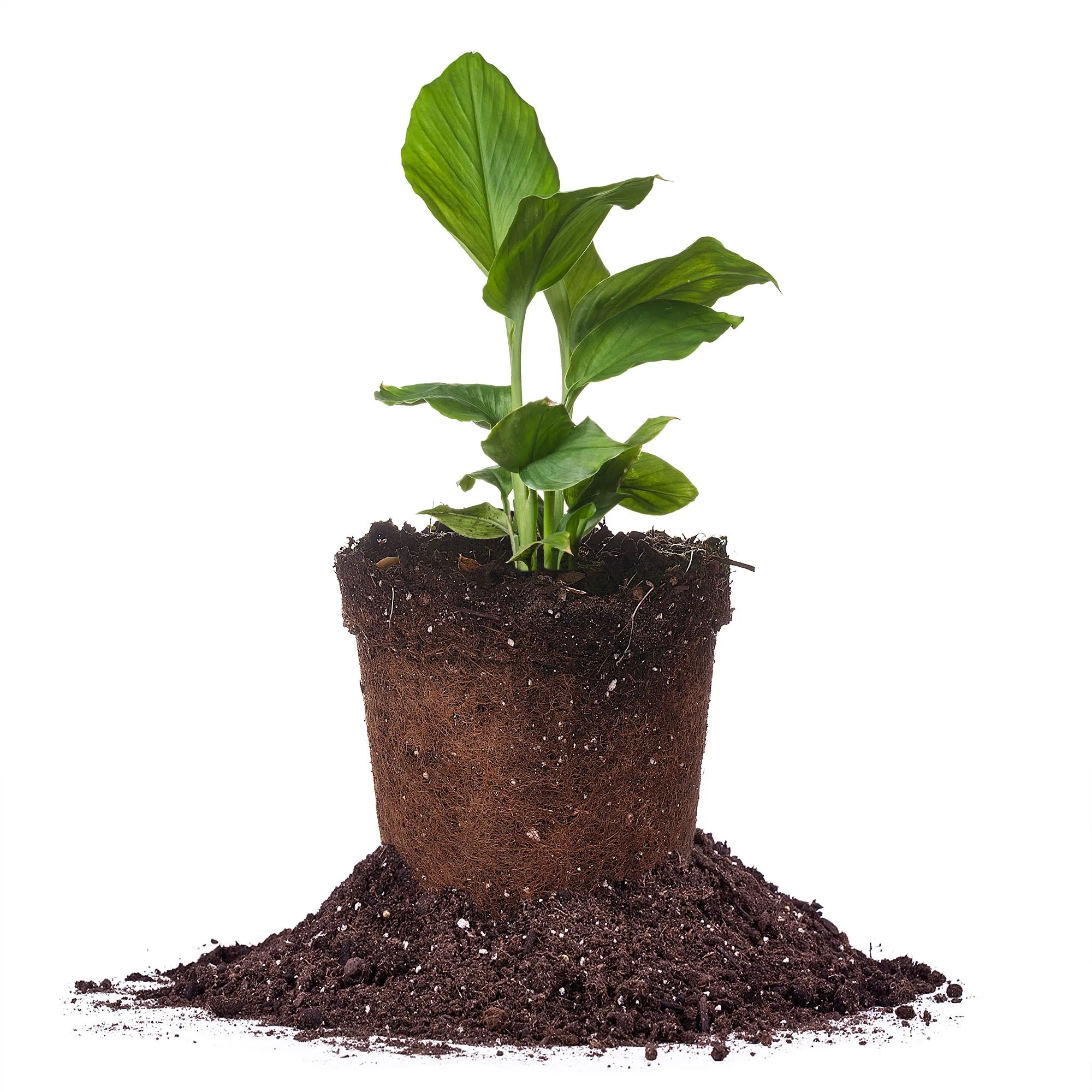 Yellow Turmeric Plant