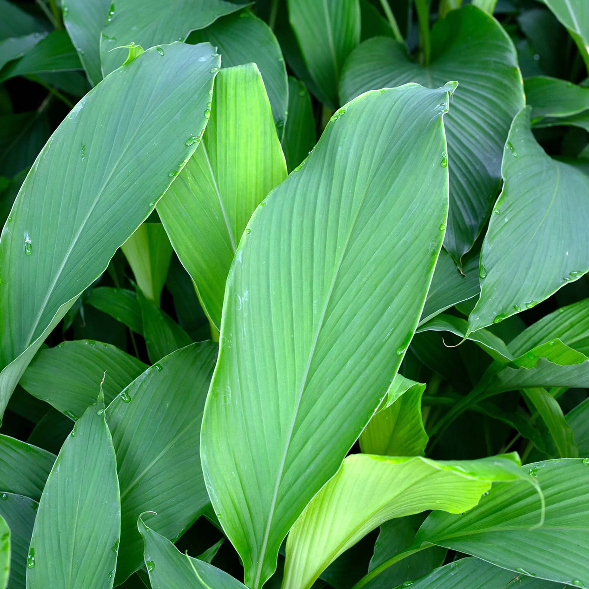 Yellow Turmeric Plant
